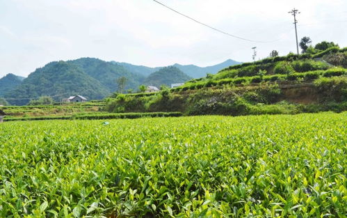 高值化農產品 問策湖湘，科技賦能深度貧困村產業扶貧新路徑